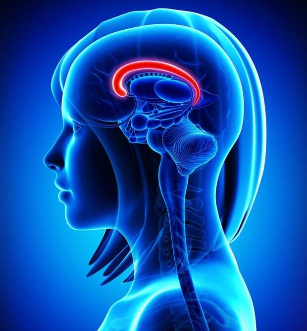 7. Мозолистое тело в женском мозгу толще, чем у мужчин, и в нем на 30% больше соединений. Именно поэтому женщины лучше справляются с многозадачностью. женщина, интересное, тело, факты