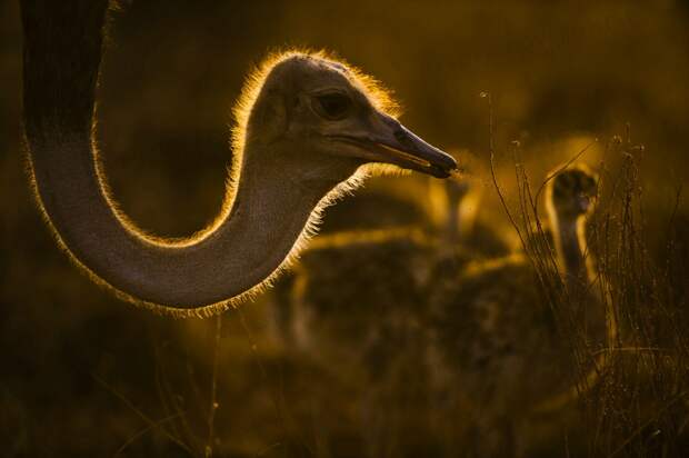 wildlife