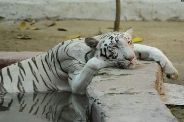 Дикие кошки