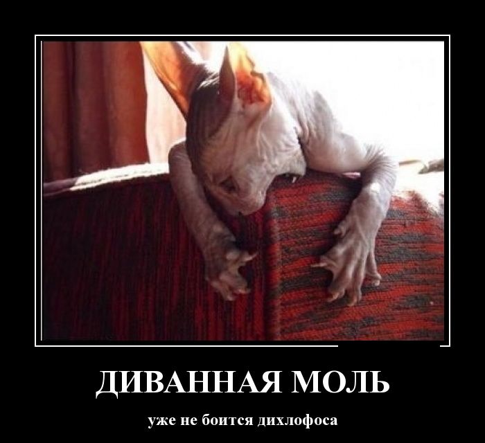 Демотиваторы (30 фото) Демотиваторы (30 фото)