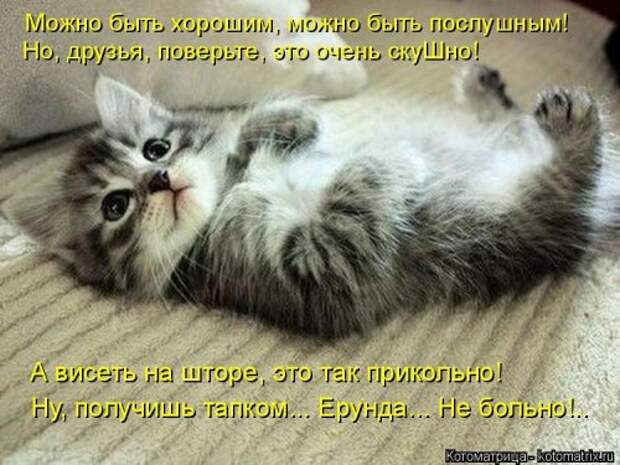 Свежая котоматрица (32 фото)