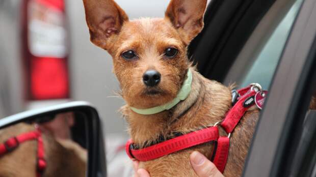 Одно дело просто поговорить с собакой, и совсем другое - отвлечься на то, чтобы убрать её с коленей или вытащить из-под ног. Фото Barbara/Pixabay