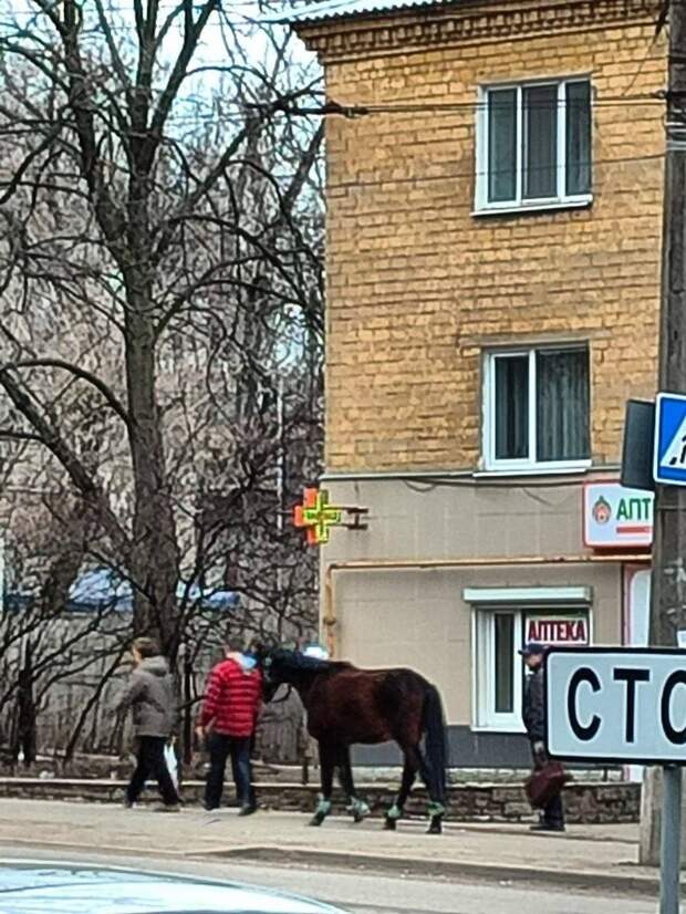 лошадь на Заперевальной