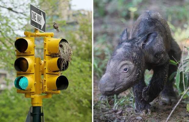 Interesting pictures with animals 18