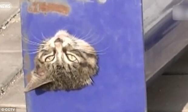 38e0b6f500000578-3811506-its_owner_said_the_frightened_kitten_ran_into_the_pipe_and_got_s-m-103_1475075635889