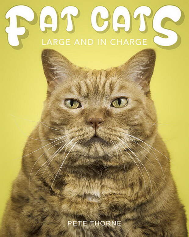 Толстые и большие кошки: фото Pete Thorne
