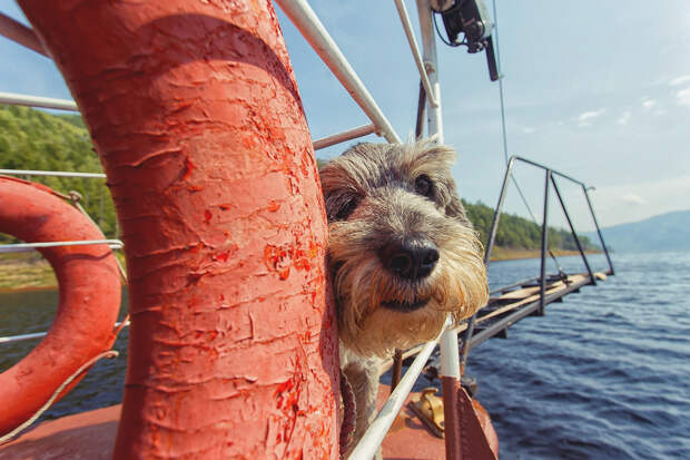 Зейское море в объективе: пес-талисман Самсон, красные берега и щучья уха