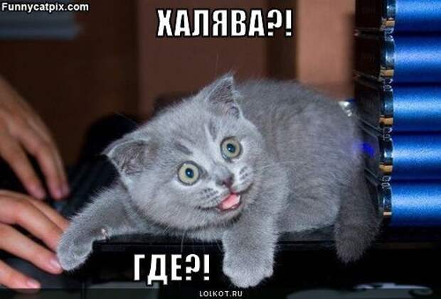 http://lolkot.ru/wp-content/uploads/2010/01/halyava_1263012800.jpg