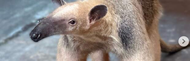 В зоопарк Алматы прибыли редкие тамандуа из Южной Америки