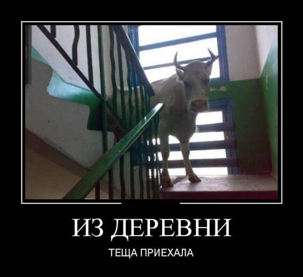 Теща приехала