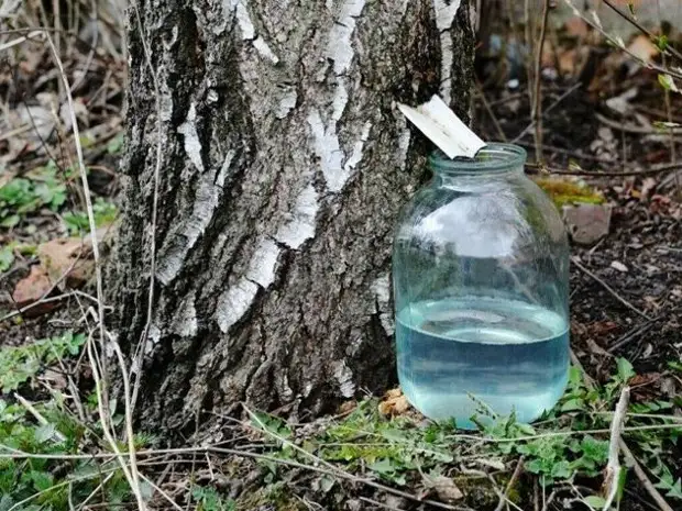 Какая польза от березового сока и почему еще наши бабушки обязательно его пили