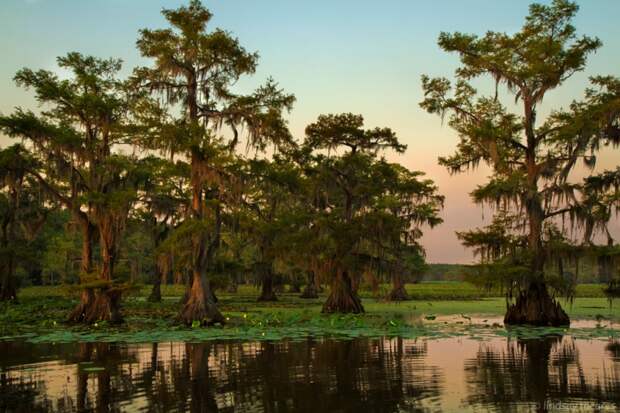 Фантастические кипарисы озера Каддо (Caddo lake), США