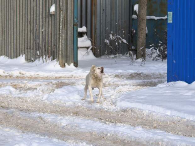 В Узловском районе Тульской области проведут тендер на отлов и содержание бездомных животных