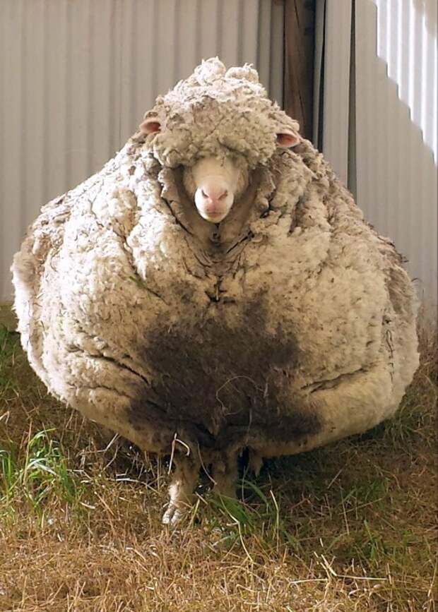 Самая нестриженая овца мира-2