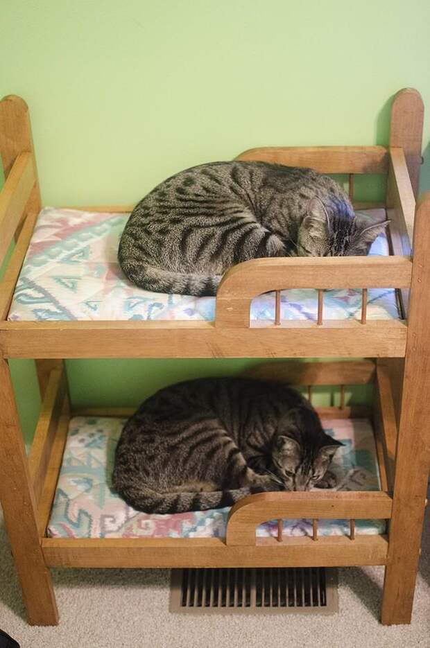 Фотография: 50 фотографии животных, которые вы просто обязаны увидеть №42 - BigPicture.ru