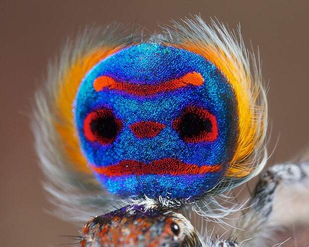 peacockspider02