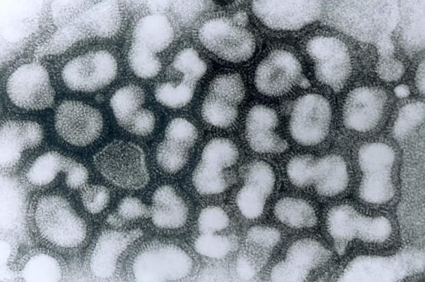 В Корее сообщили о новом случае птичьего гриппа, всего заболели 37 человек