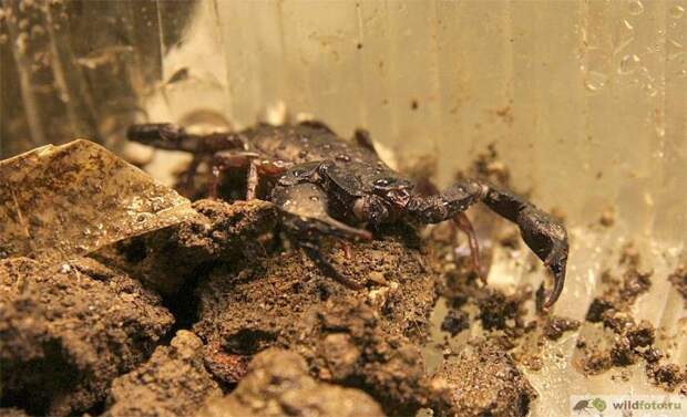 Жительница Новороссийска нашла в доме скорпиона
