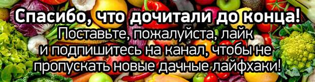 Как правильно посадить чеснок весной