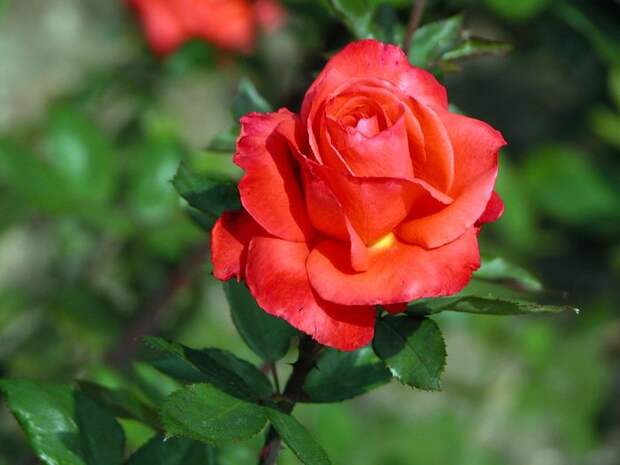 Цветочное Роза. Обсуждение на LiveInternet - Российский Сервис Онлайн-Дневников