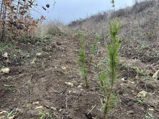 В районе севастопольской Сапун-горы высадили 900 сеянцев сосны