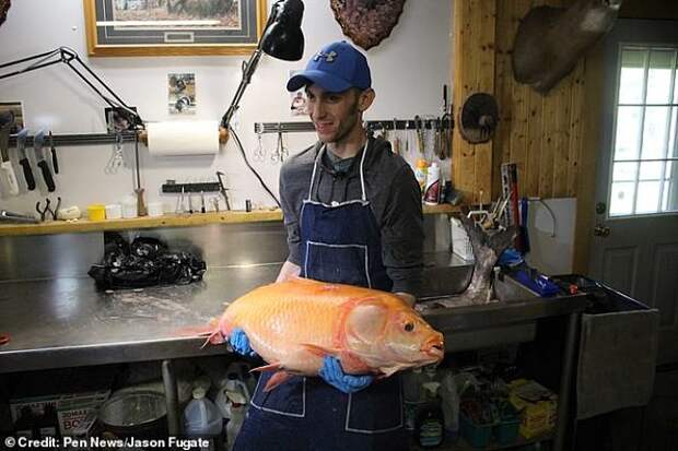 Рыбак поймал 100-летнюю золотую рыбку