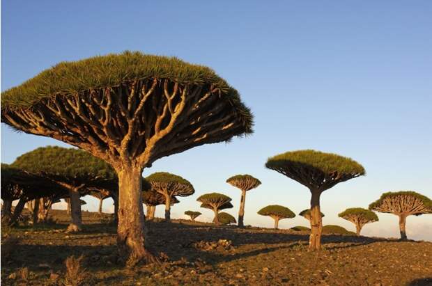 Деревья Драцена, Йемен