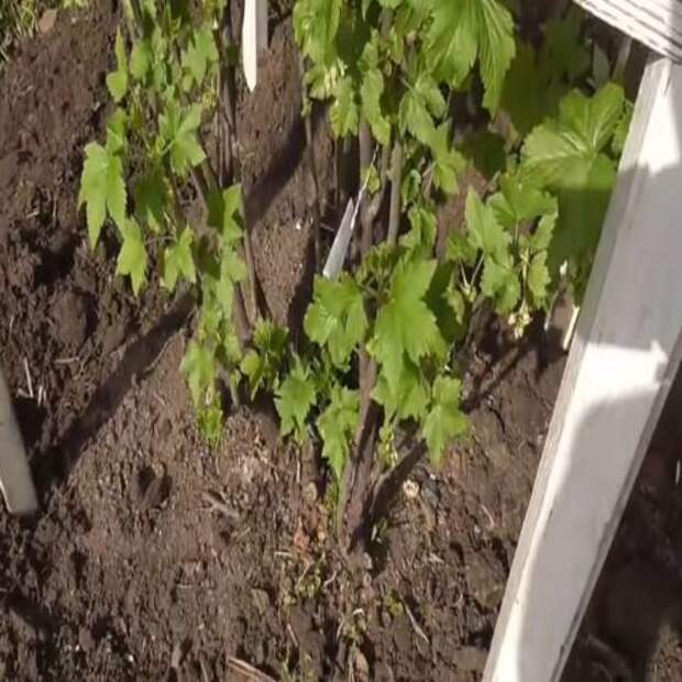 7 ценных советов по смородине весной: увеличьте урожай крупной ягоды