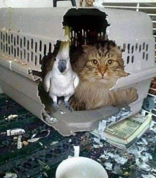 Свободу попугаям и котам! Свободу попугаям и котам!