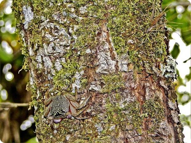 Мангровый древесный краб (лат. Aratus pisonii)