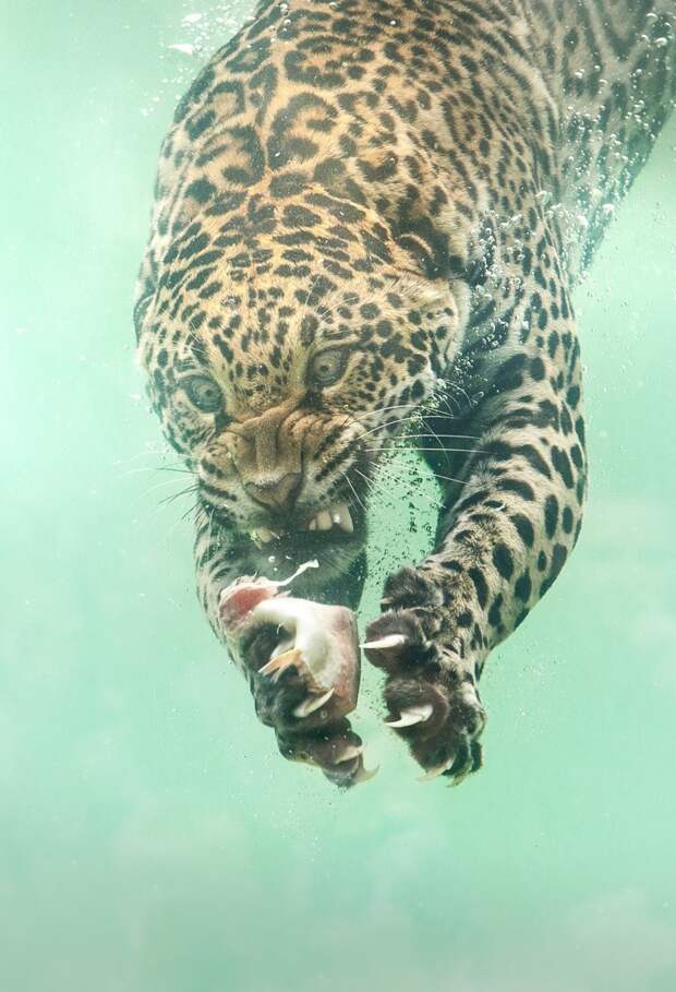 Редкие кадры: ягуар ныряет в воду за едой jaguar, животные, киска, красота, под водой, природа, фото, фотомир