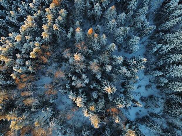 В Ленобласти медведь атаковал группу людей после пробуждения