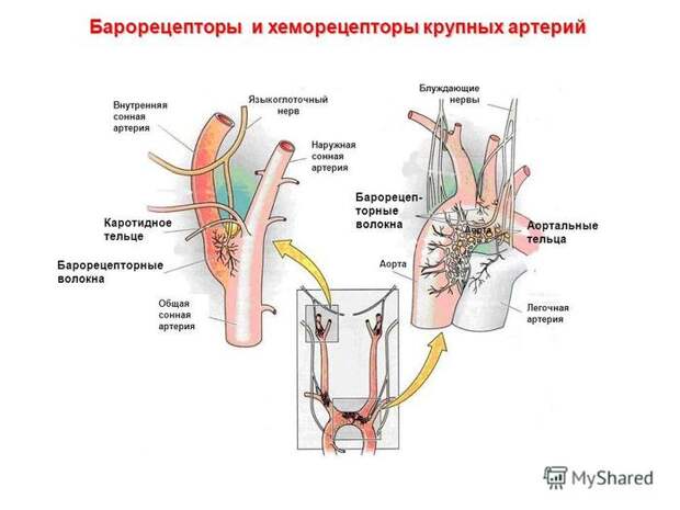 Почему болят СУСТАВЫ при смене погоды? Медицина, Врачи, Наука, Познавательно, Суставы, Видео, Длиннопост