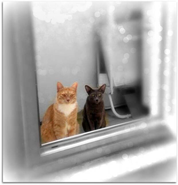 Борьба кошек за внимание. Ревнуют ли кошки?
