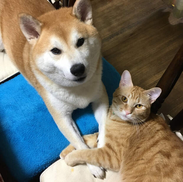 Без кота и жизнь не та