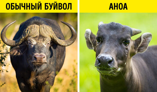 15 фактов о животном мире, которые трудно принять и невозможно забыть