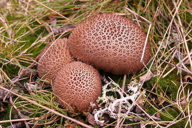 Fungi10 Самые красивые грибы в мире
