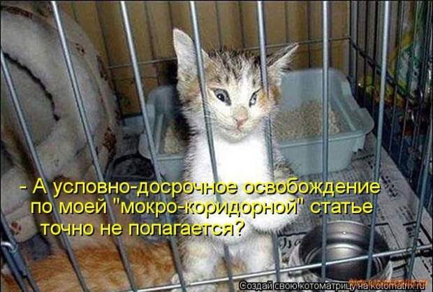 Уфф!!! Ну наконец-то! Котоматрицы великолепные, каждая с улыбкой и хорошим настроением!