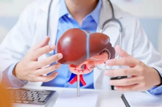 Врач Бирюкова объяснила, почему печень не нужно чистить от «шлаков»