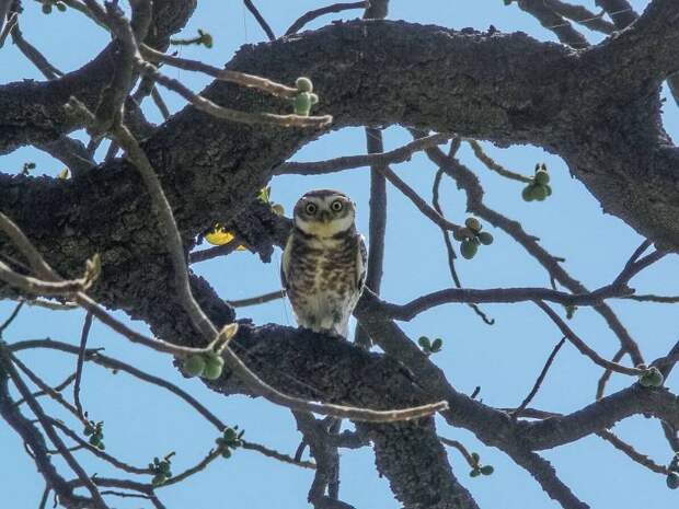 Джунглевый воробьиный сыч  (лат. Glaucidium radiatum) 