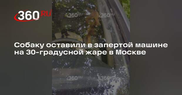 Источник 360.ru. в Москве пса заперли в машине и оставили на жаре