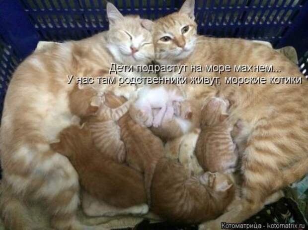 Котоматрицы (картинки с надписями)