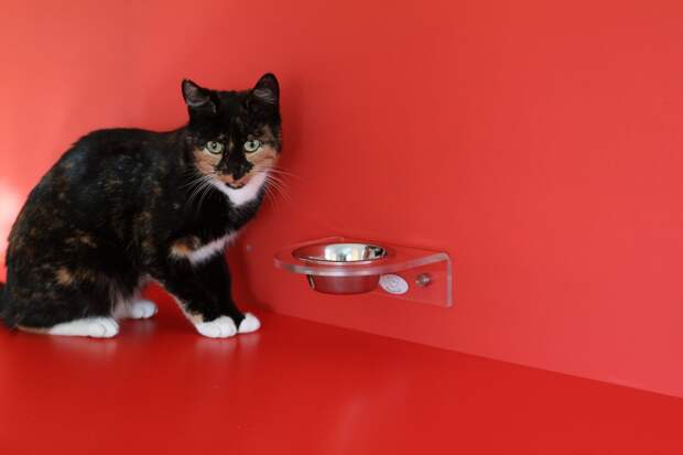 Ветеринар Петрова перечислила популярные продукты, которые могут навредить кошке
