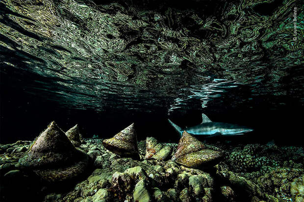 Победители фотоконкурса Wildlife Photographer of The Year 2020