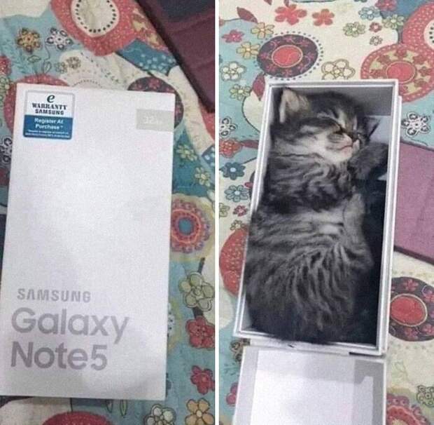"Для кошек размер коробки не имеет значения.."