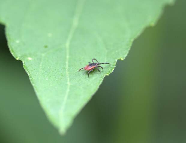 Ростовская область находится в «Красной зоне» из-за гигантских клещей-охотников