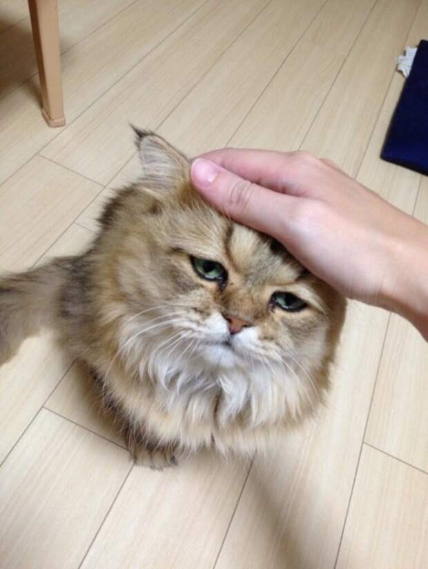 Милые и забавные животные Милые и забавные животные