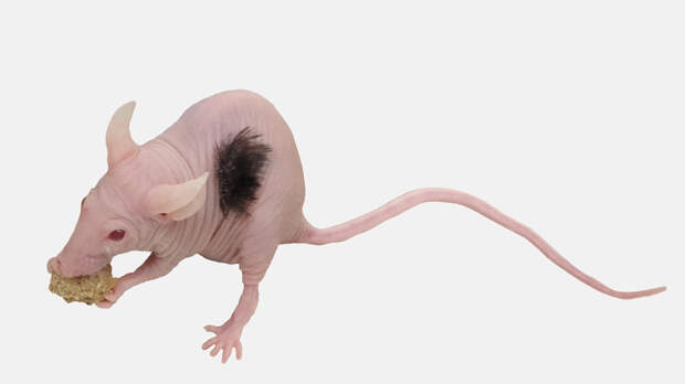 На мышах вырастили человеческие волосы