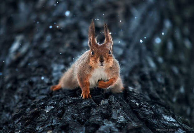 Animal Portraits