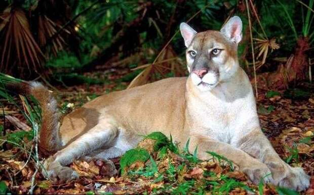 Очень редкие животные: Флоридская пума (Puma concolor coryi) дикая природа, животные, красная книга, редкие животные